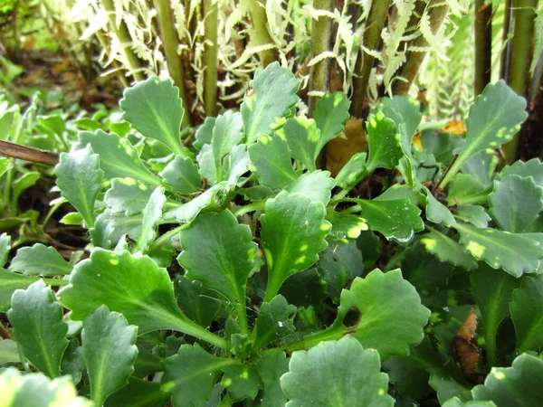 Saxifraga Umbrosa Ist Eine Bodendeckerpflanze Für Steingärten Dahinter Ist Ein — Stockfoto