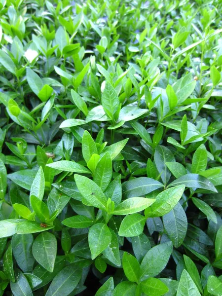 Menekşe (Vinca) sürekli filizlenen bir halı ve yerde ebedi yeşil yapraklar oluşturur..