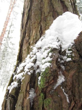 Yaşlı bir orman ağacının kabuğunda kar ve yosun.