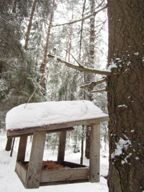 Bir çam dalında orman kuşları için yontulmuş, güçlü bir kuş yemi asılı..