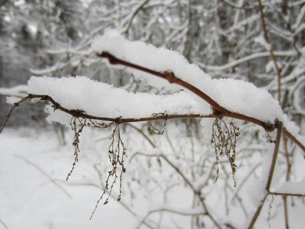 A winter white forest with trees and shrubs whose branches are broken or bent by the wind and the weight of the snow.