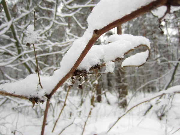 Una Foresta Bianca Invernale Con Alberi Arbusti Cui Rami Sono — Foto Stock