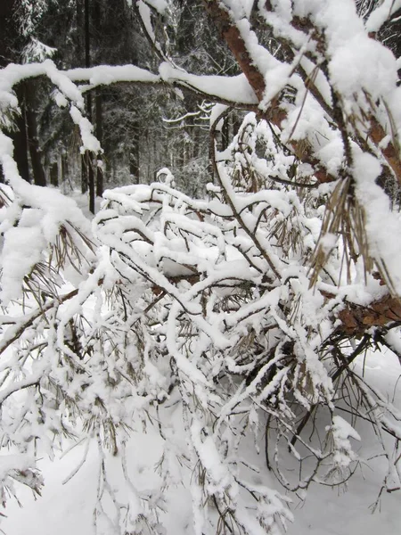 Una Foresta Bianca Invernale Con Alberi Arbusti Cui Rami Sono — Foto Stock