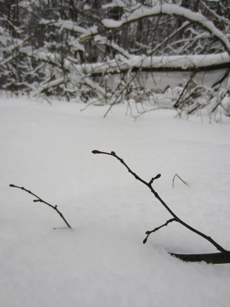 一片白雪覆盖的森林 有针叶树和落叶树 还有被风吹碎的老木 — 图库照片
