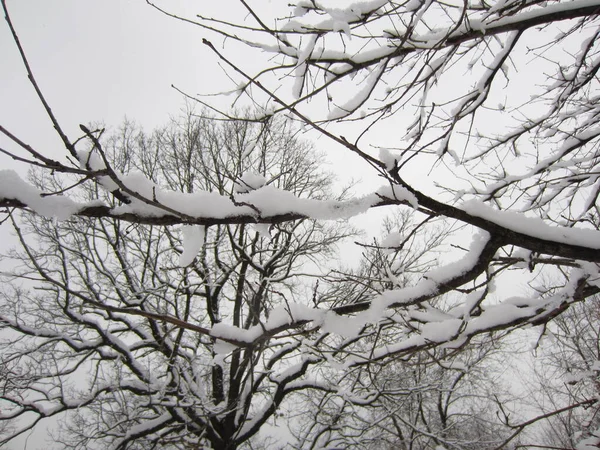 Дерева Чагарники Лісовому Парку Після Сильного Снігопаду Взимку — стокове фото