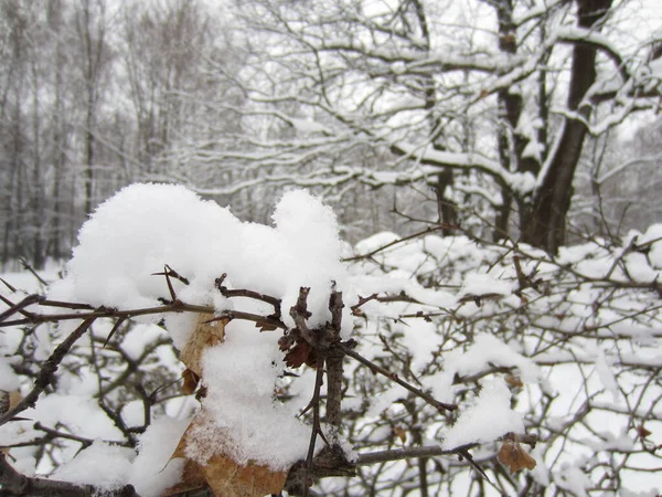 Snow Branches Dense Crown Shrub Forest Park Winter — Photo