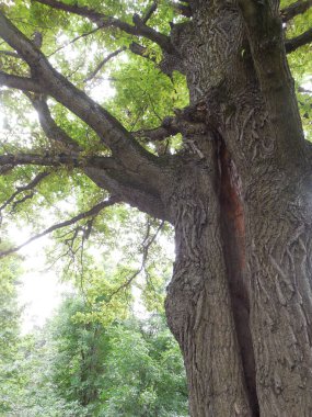 An old tall thick powerful petiolated oak (Quercus robur) with a huge hollow and cracked bark.