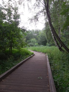 A decorative element of the design of a landscape forest park, the path is a boardwalk with a textured surface. An ecological trail over a swampy area, among woody vegetation.