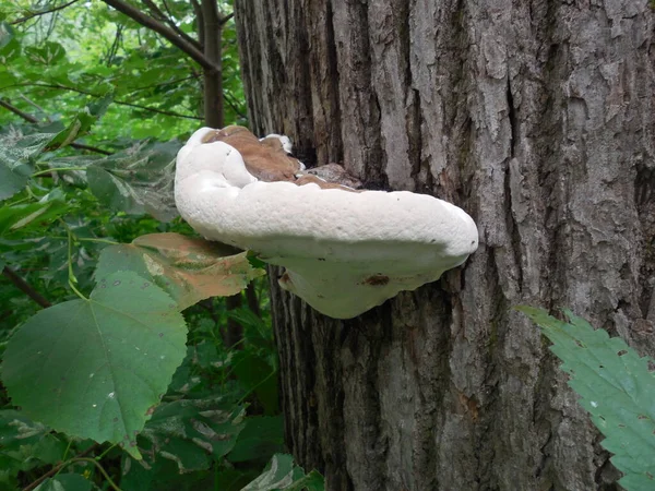 Sur Tronc Arbre Dans Parc Forestier Grand Champignon Blanc Vif — Photo