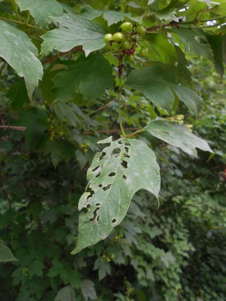 Sur Buisson Viburnum Vulgaris Viburnum Opulus Été Dommages Laissés Sur — Photo