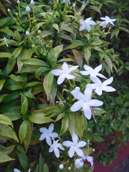 Lush Flowering Bush Tropical Plant Tabernaemontana Divaricata White Fragrant Flowers — Zdjęcie stockowe