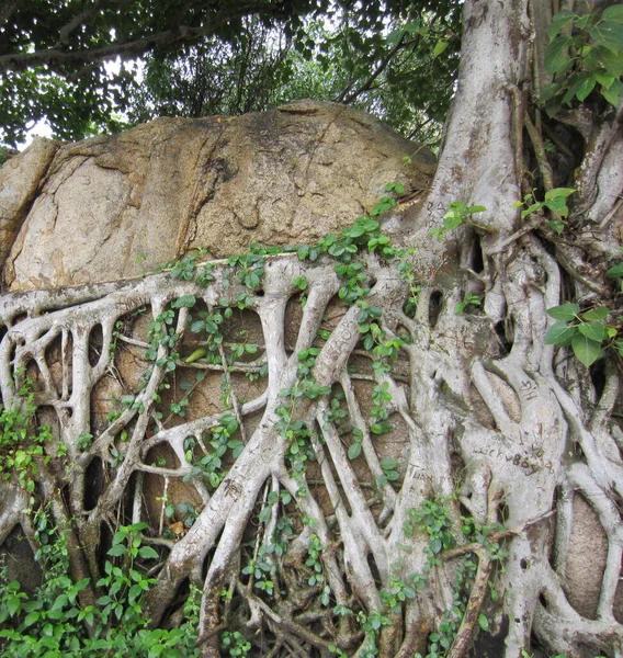 A large tropical tree with aerial roots next to large rocks. On the bark you can see the inscriptions left by tourists.