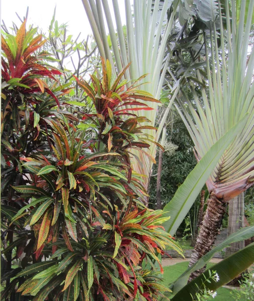 Croton Codiaeum Palm Tropical Plants Variety Colors Beautiful Leaves — Foto Stock