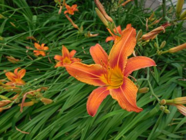 Sarkık yeşil yaprakların arka planına karşı parlak portakal çiçekleri (Hemerocallis).