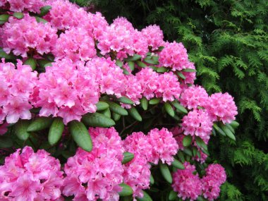 Rhododendron melezi Haaga 'nın parlak çiçekleri. Büyük bir thuja ağacının koyu yeşil iğnelerinin arka planında pembe kızılötesi ışınlar var..