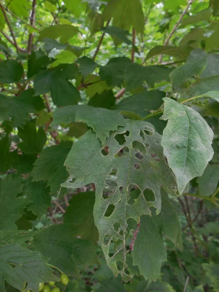 夏のビブラムバルガリス Viburnum Opul の茂みで 庭の害虫であるビブラムリーフビブルム Pyrhalta Viburni によって葉に残された損傷 — ストック写真
