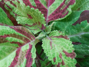 Dekoratif parlak kırmızı-yeşil yapraklar ve sarımsı kapalı alan ve bahçe bitkileri Coleus blumei, hybridus (Plectranthus scutellarioides).