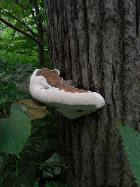 Sur Tronc Arbre Dans Parc Forestier Grand Champignon Blanc Vif — Photo