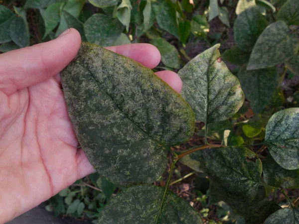 Fungal disease (infection) powdery mildew (Microsphaera syringae, Microsphaera penicillata f. syringae) on the leaves of the lilac shrub (Syringa) in early summer.