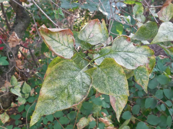 Fungal Disease Infection Powdery Mildew Microsphaera Syringae Microsphaera Penicillata Syringae — Stock Photo, Image