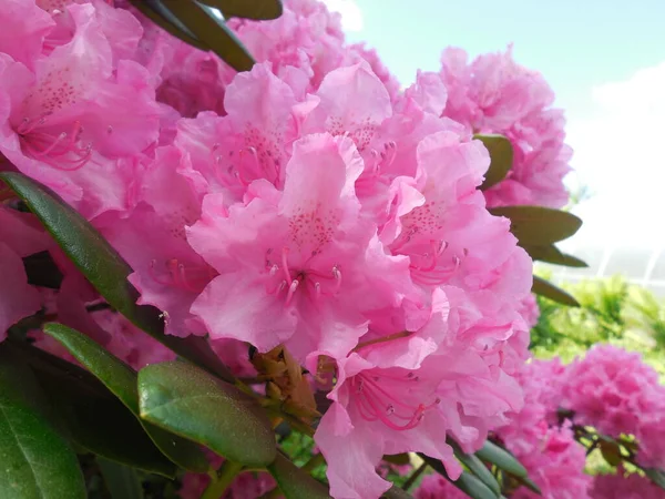 Jasnoróżowe Kwiaty Hybrydowym Rododendronie Odmiany Haskiej Wiosną Wczesnym Latem — Zdjęcie stockowe