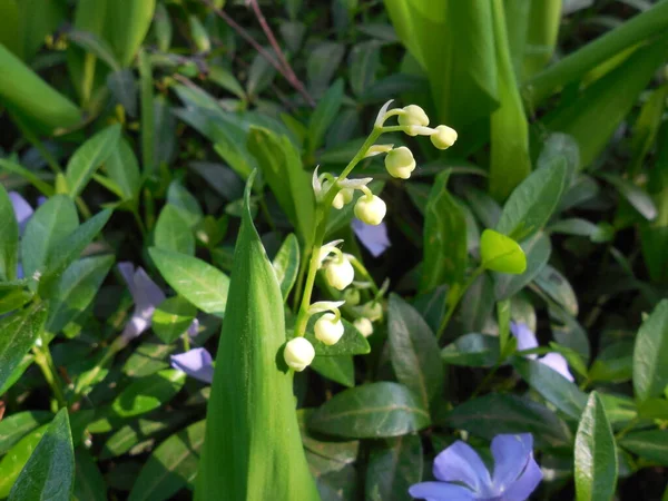 Inflorescence Lily Valley Convallaria Majalis Задньому Плані Листя Сині Квітки — стокове фото