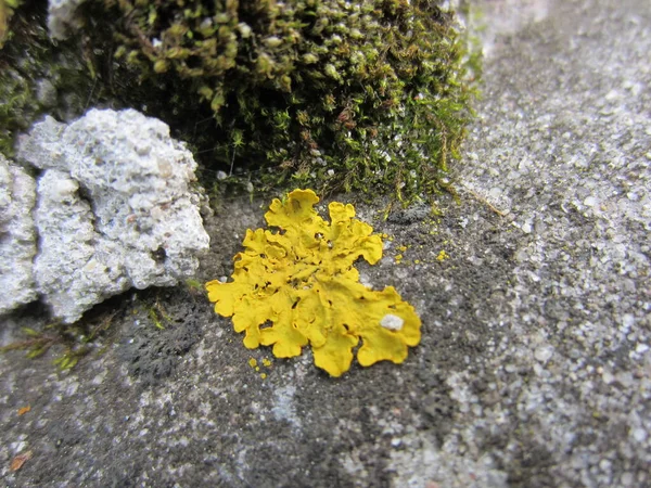 Ярко Желтый Лишайник Фоне Цементного Камня Мхом — стоковое фото