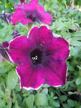 Melez bir petunyanın beyaz sınırına sahip güzel, parlak, mor bir çiçek..