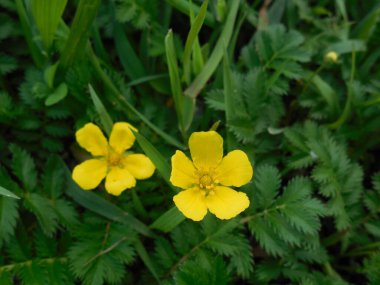Saklı bitki ayağı (Potentilla anserina), tüylü yapraklardan oluşan arka planda küçük sarı çiçekler. Bitki genellikle düğün çiçeği (Ranunculus) ile karıştırılır.).