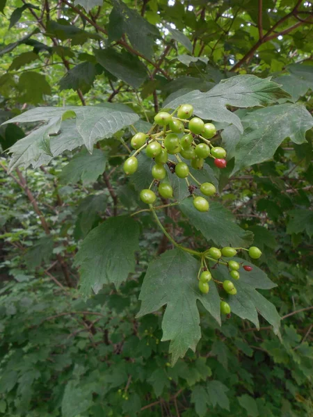 Sur Buisson Viburnum Vulgaris Viburnum Opulus Des Baies Sont Apparues — Photo