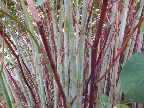 Green Dried Stems Perennial Garden Weed Plant Sakhalin Buckwheat Polygonum — Stock Photo, Image
