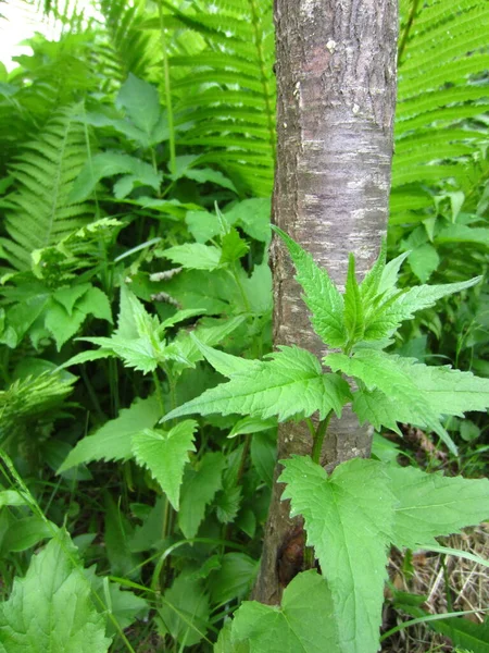 Bluebell Nettle Campanula Trachelium Flowering Shoot Leaves Background Thin Tree — Stock Photo, Image