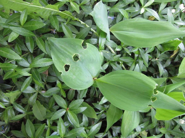 Lirio Del Valle Convallaria Majalis Dañado Por Una Plaga Del —  Fotos de Stock