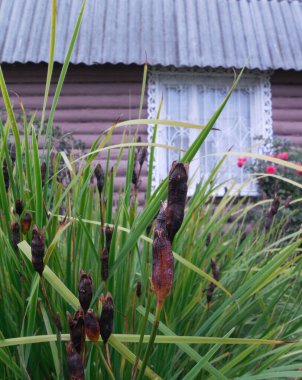 Sonbaharda, tohumlar kahverengi meyve kutularında Sibirya irisi (Iris sibirica) üzerinde olgunlaştı..