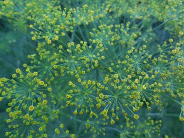 Parlak açılış sarı-yeşil dereotunun infloresansı (Anethum graveolens).