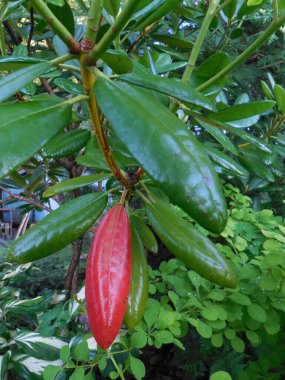 Yeşil yaprakları olan yeşil bir rhododendron ve yakında dökülecek parlak bir kırmızı..