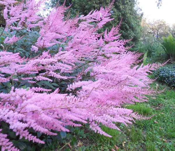 Delicate Pink Openwork Astilbe Inflorescences Bent Lawn Rain — Zdjęcie stockowe