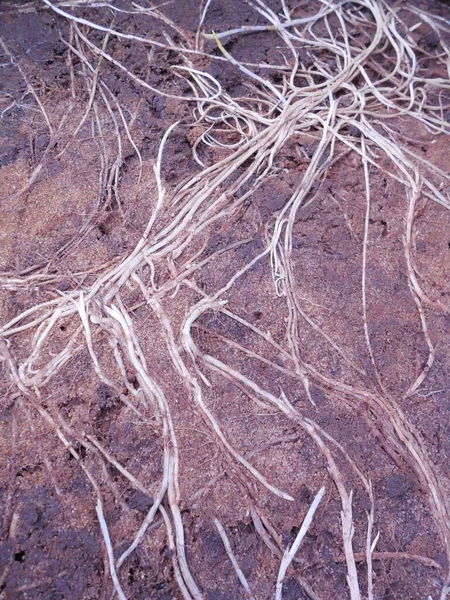 Bright White Roots Grass Other Plants Ground Place Paving Slabs — Stock Photo, Image