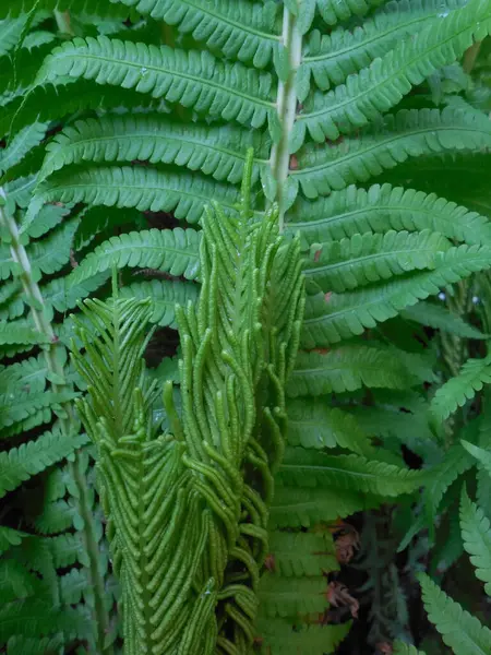 Spore Bearing Shoots Fern Matteuccia Struthiopteris Background Sterile Leaves — Zdjęcie stockowe