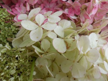 Vanille Fraise 'in panikleme hidrangea (Hydrangea paniculata) pembe-beyaz infloresanları. Yakınlarda, ağaç ortancalarının (Hydrangea ağaç ağaçlarının) yeşilimsi cilt yüzeyi hafifçe görülebilmektedir..