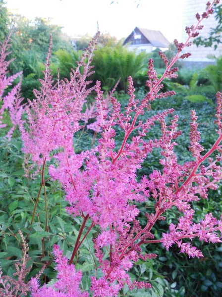 Inflorescence Rose Vif Ajouré Astilbe Sur Fond Jardin — Photo