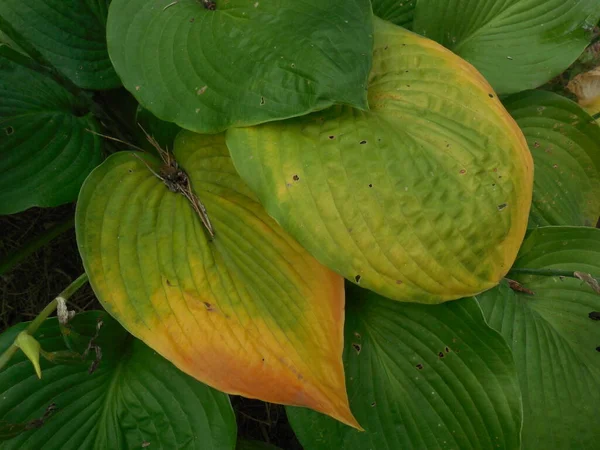 ホスタでは 緑の葉の背景に葉が見え 黄色に変わり始めます — ストック写真
