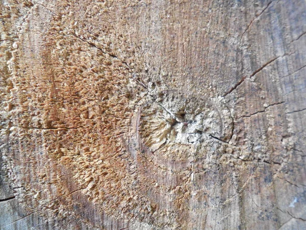 Πριονισμένος Κορμός Ενός Παλιού Δέντρου Πορώδες Ξύλο Ρωγμές — Φωτογραφία Αρχείου