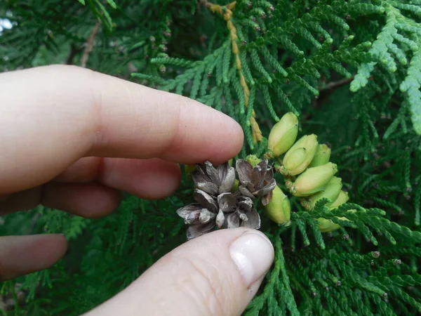 Cones Evergreen Thuja Tree Woman Hand Old Gray Dried Last — Stock Photo, Image