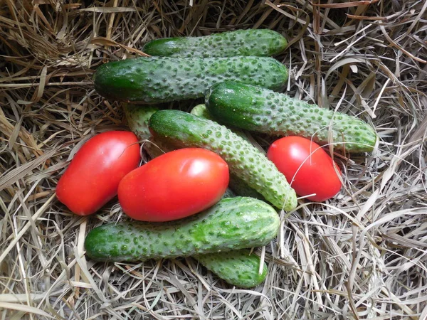 Green Cucumbers Bright Red Tomatoes Elongated Shape Dry Grass Hay — Stock Photo, Image