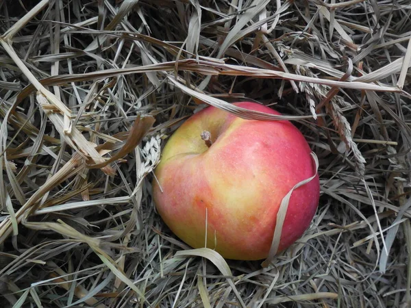 Šťavnaté Krásné Červenožluté Jablko Suché Trávě Seno — Stock fotografie