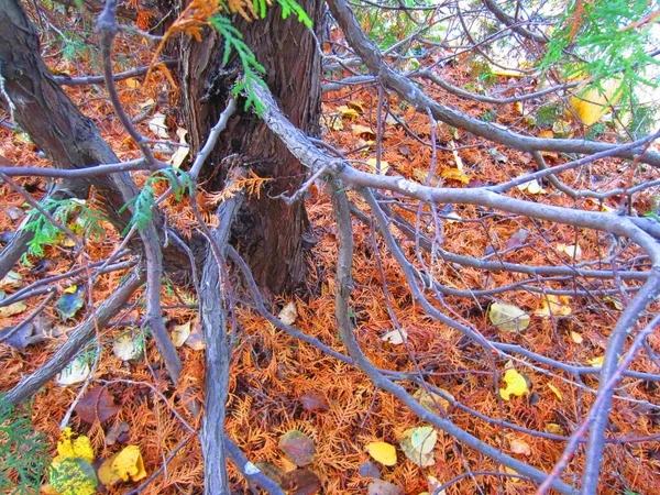 Autunno Sotto Corona Grande Thuja Albero Sempreverde Sono Molti Aghi — Foto Stock