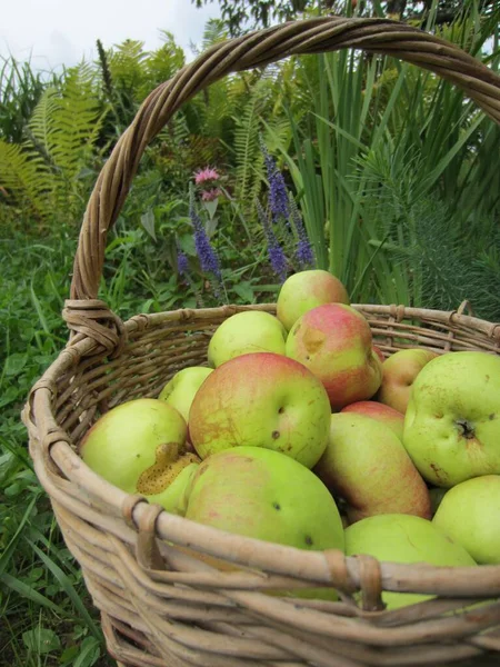 Velký Koš Větví Zralými Jablky Pozadí Zahrady Krásnými Rostlinami — Stock fotografie