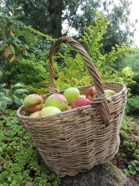 Velký Koš Větví Zralými Jablky Pozadí Zahrady Krásnými Rostlinami — Stock fotografie