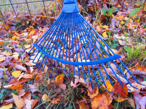 Luminoso Rastrello Ventaglio Blu Raccogliere Foglie Cadute Sotto Alberi Arbusti — Foto Stock